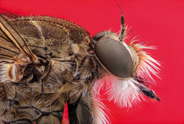 robber fly