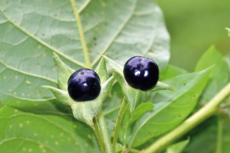 Detail of a ripe (black) fruits of belladonna (Atropa belladonna