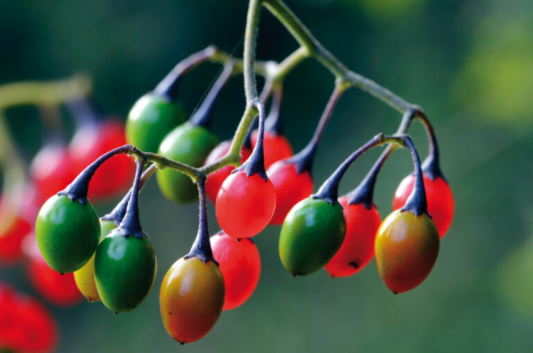 Uvas del diablo (Solanum dulcamara). Planta tóxica